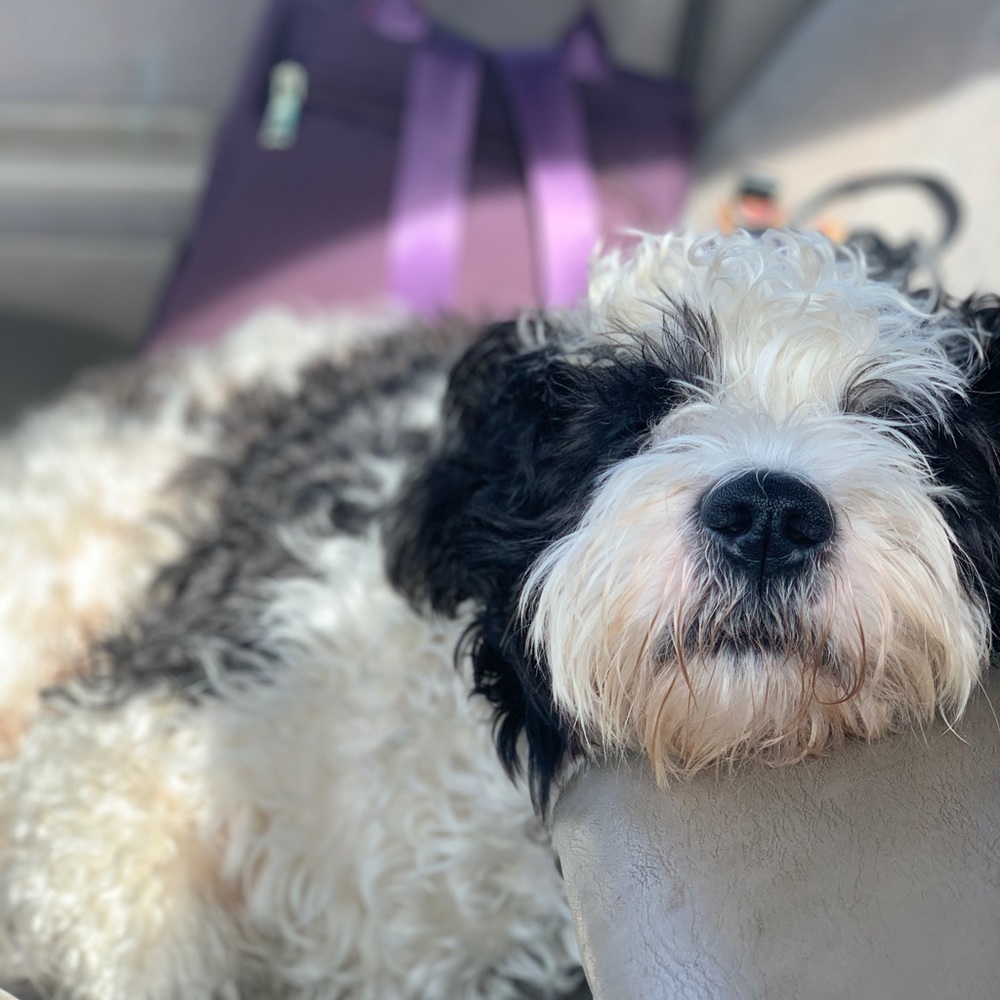 Meet your Posher, Leslie